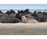 Female Seal