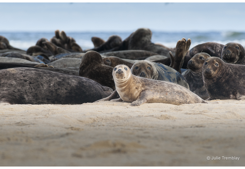 Female Seal
