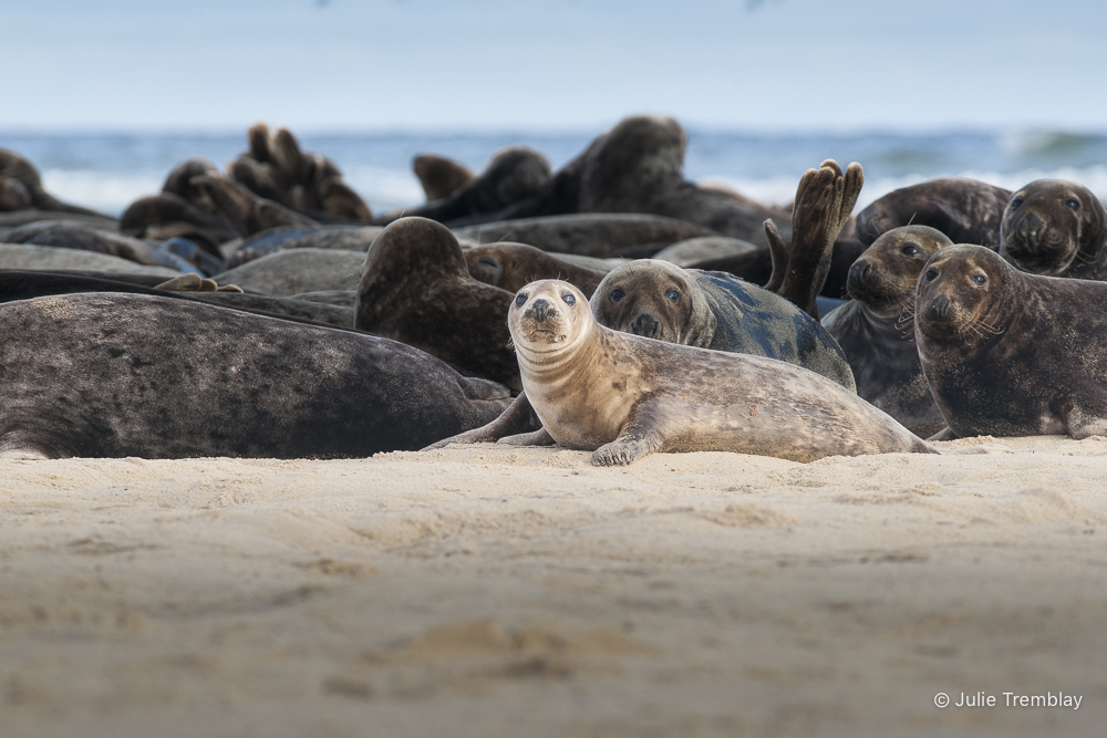 Female Seal