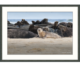 Female Seal