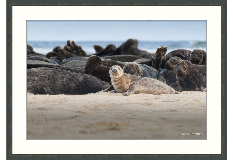 Female Seal