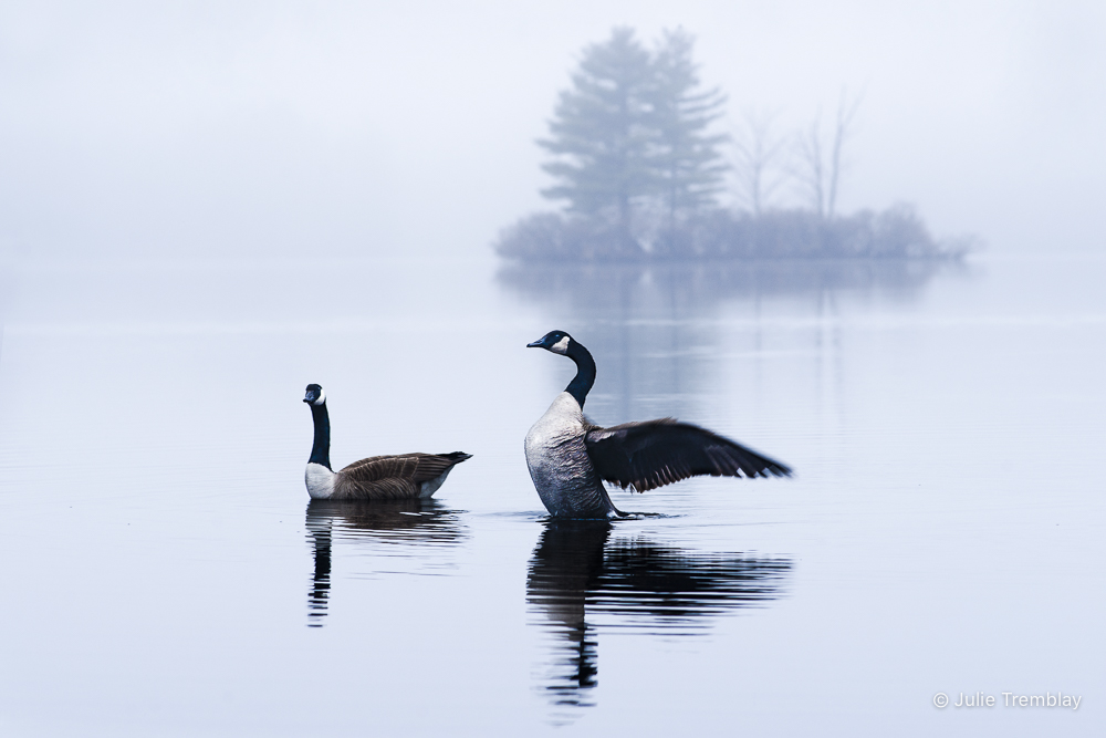 Geese
