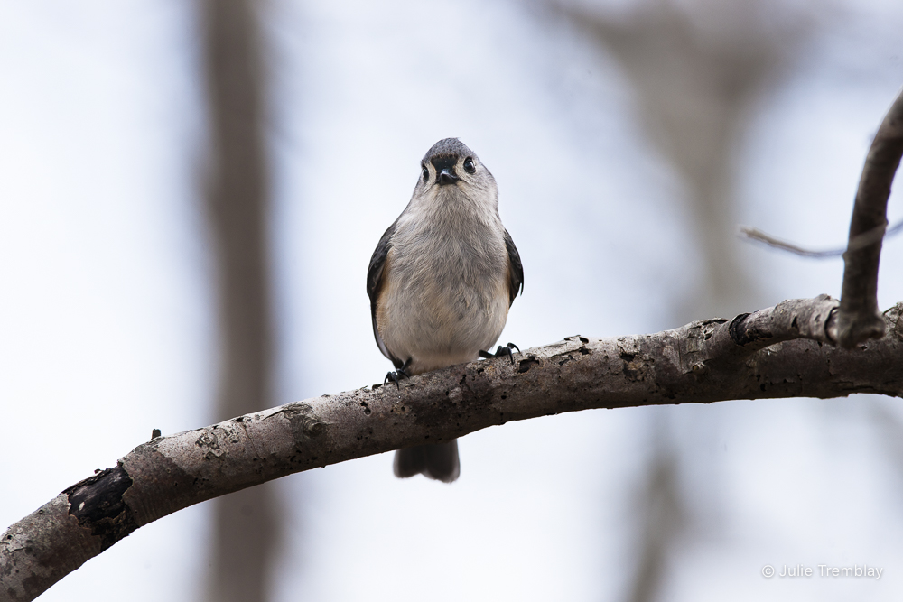 Titmouse