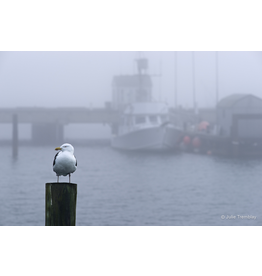 Harbor Gull
