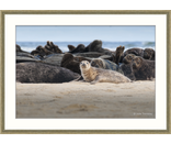 Female Seal