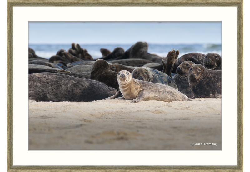 Female Seal