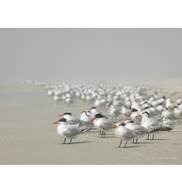 Royal Tern