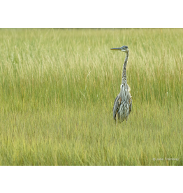 Juvenile Heron