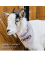 Kimberbell Foulard pour animal de compagnie, lot de 2 gris et blanc