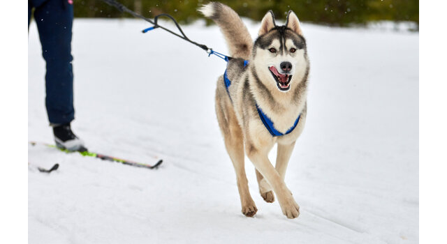 Ski joëring : faire du ski de fond avec son chien