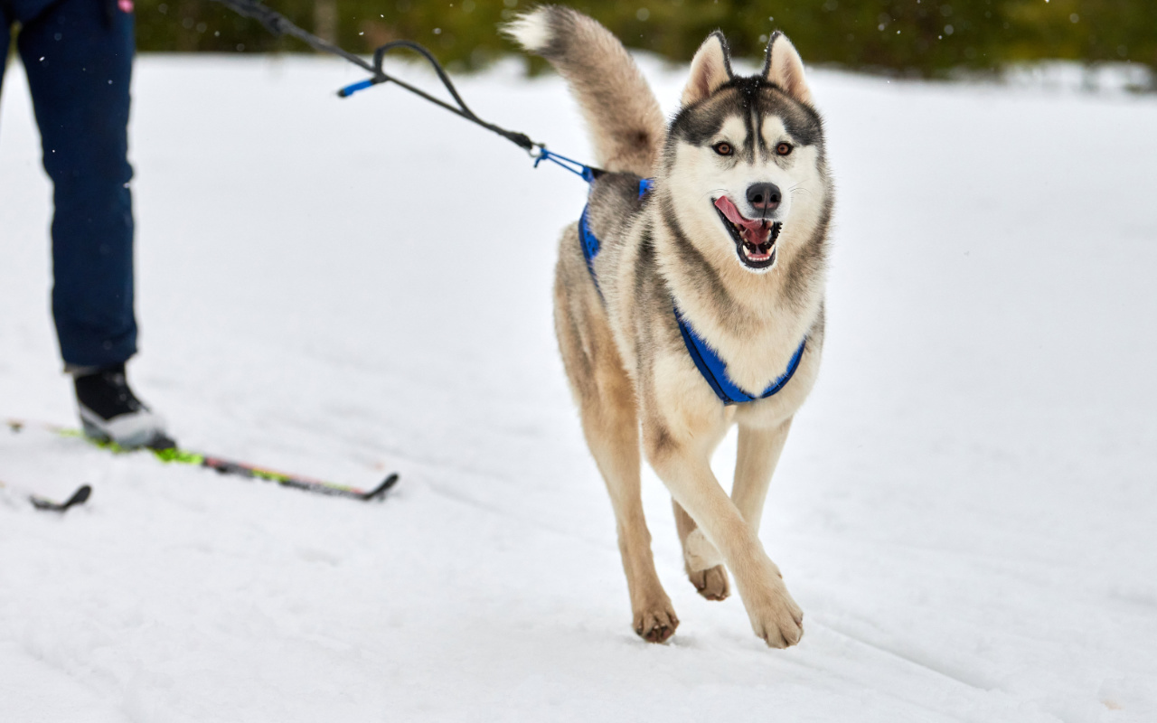 Harnais sport traction chien - Harnais canicross, ski joering - Sports  canins