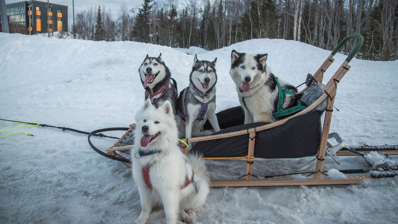 chiens de traineau et leur attelage