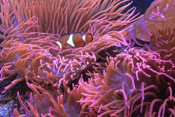 Fish Bowl Aquarium and Pet Mart