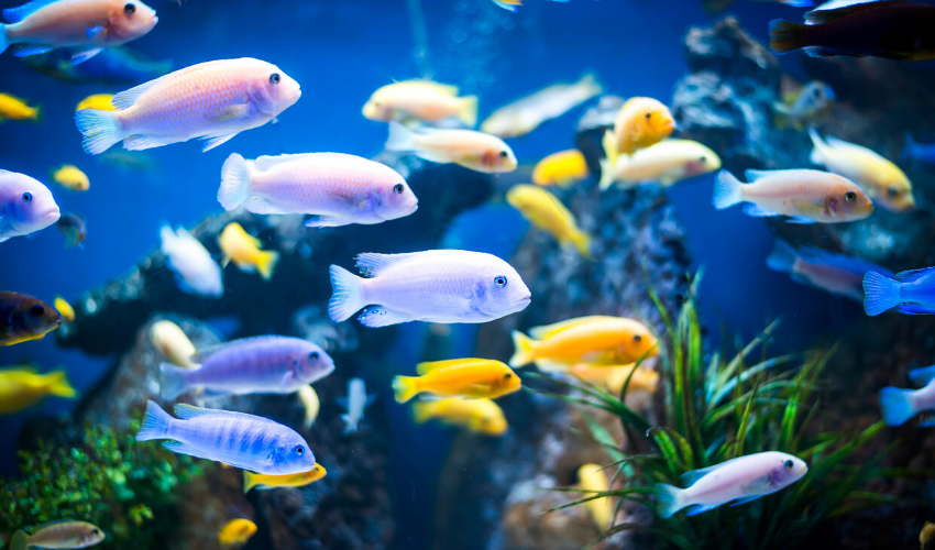 Just Keep Swimming: Common Fish Diseases and How to Avoid Them 