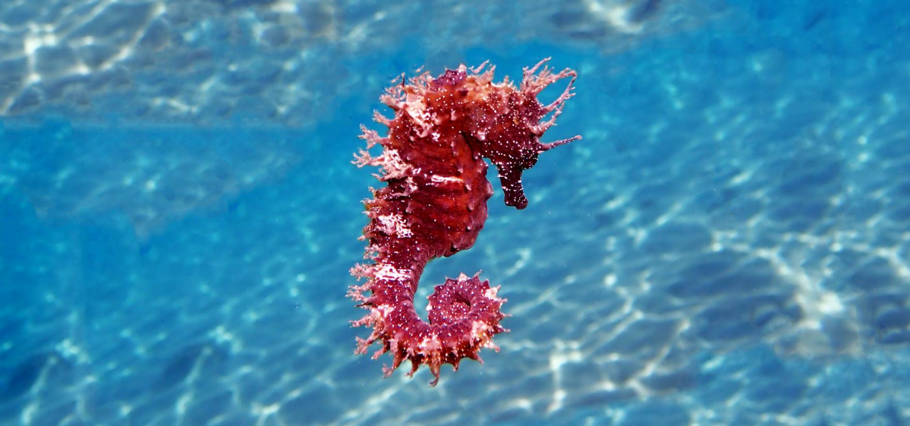 Everything Aquarium Enthusiasts Need to Know About Caring for a Seahorse
