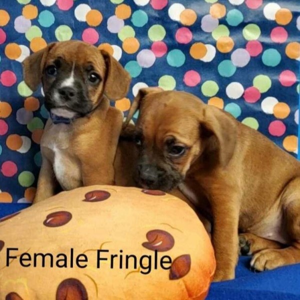 puppy image