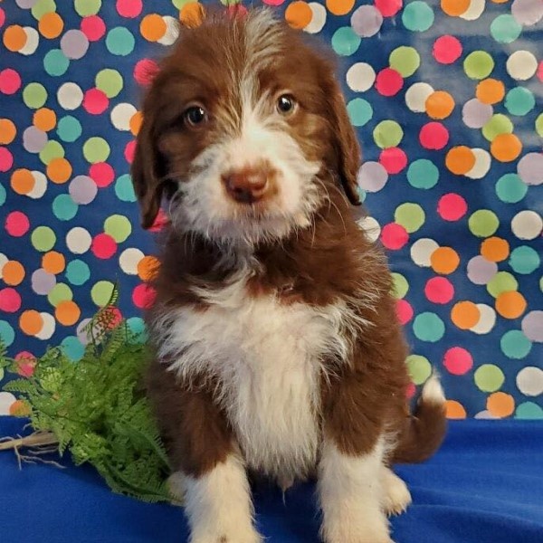 puppy image