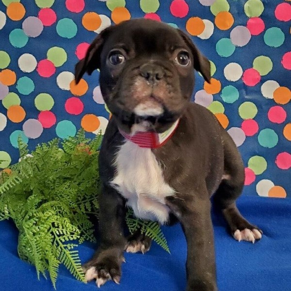 puppy image