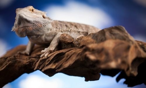 Home Sweet Home: Acclimating Your Pet Reptile to its New Habitat