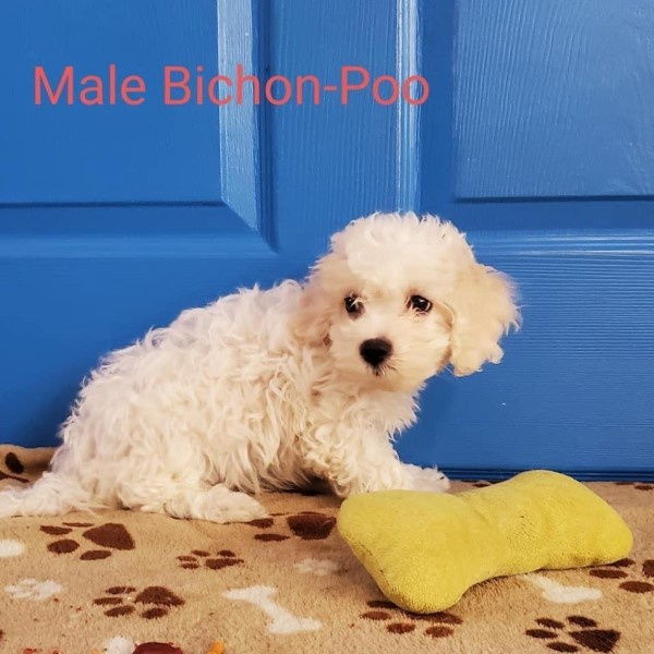 puppy image