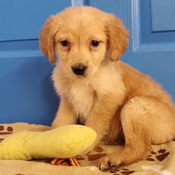 puppy image