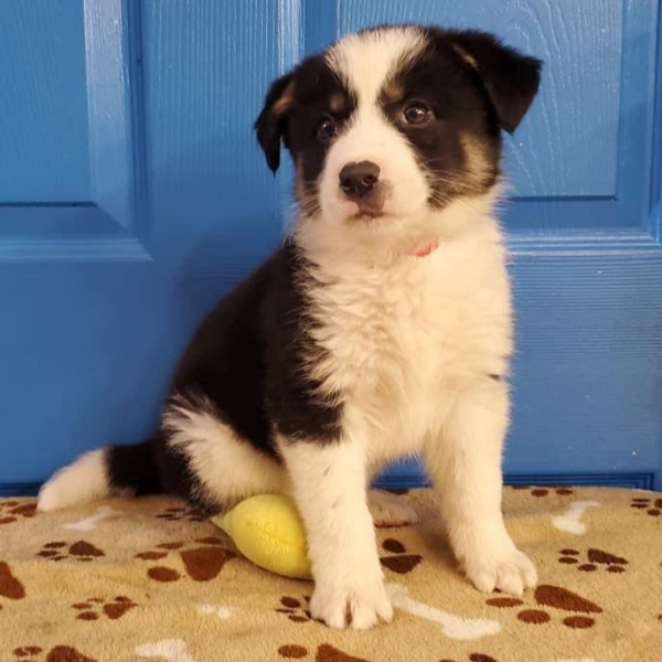 puppy image