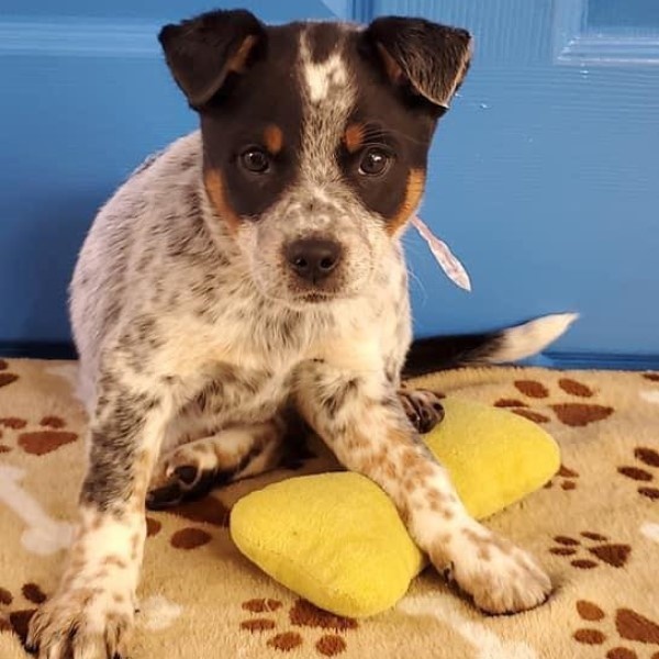 puppy image