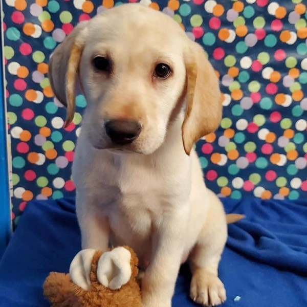 puppy image
