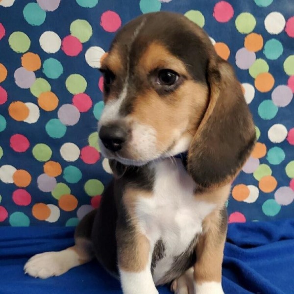 puppy image