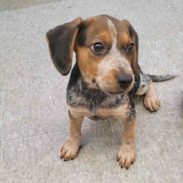 puppy image