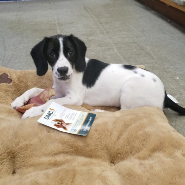 puppy image