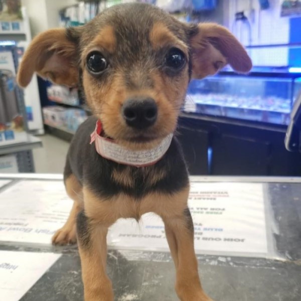 puppy image