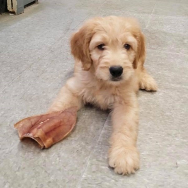 puppy image