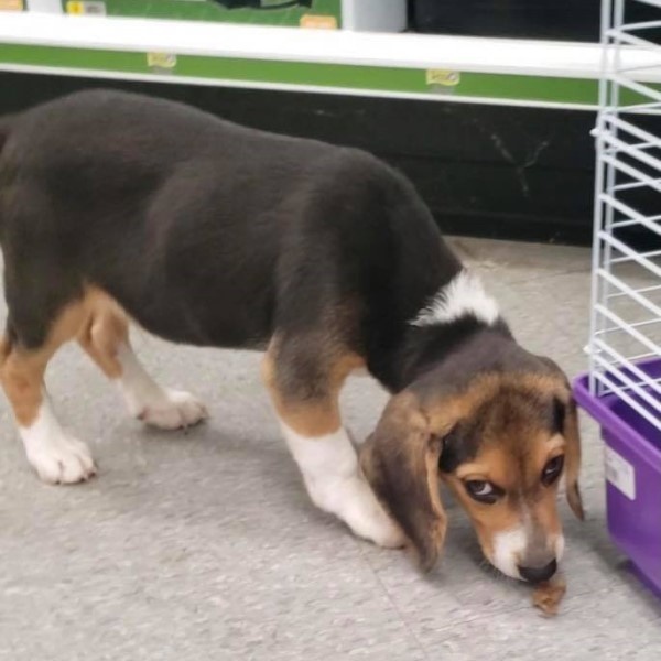 puppy image