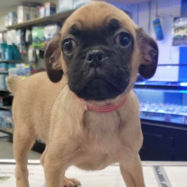 puppy image