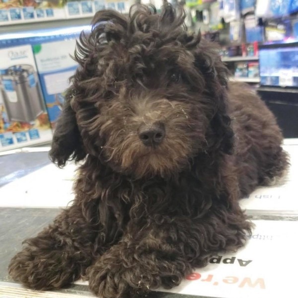 puppy image
