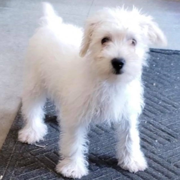 puppy image