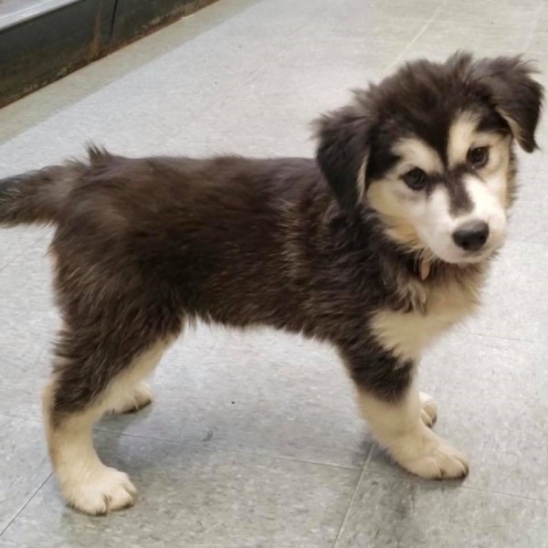 puppy image