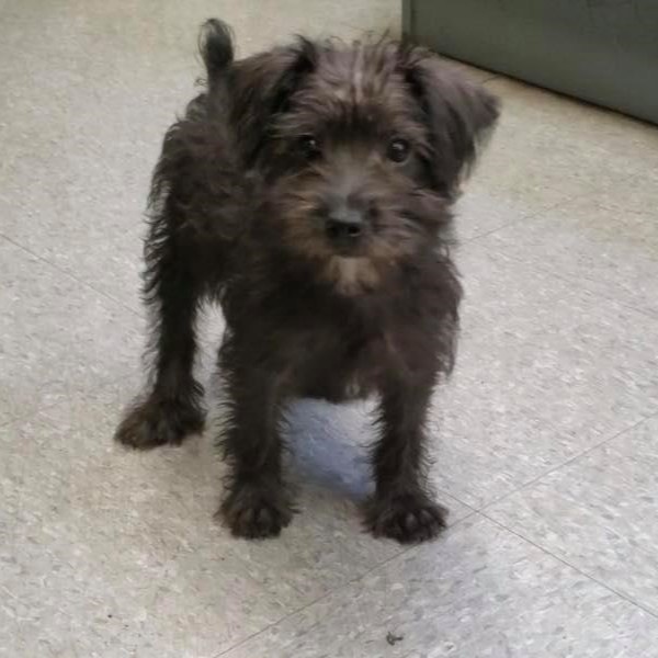 puppy image