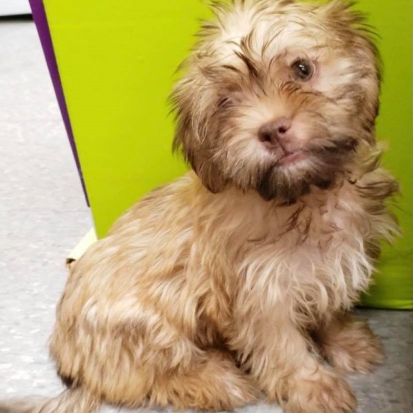 puppy image