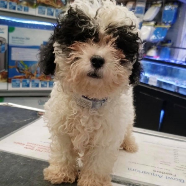 puppy image