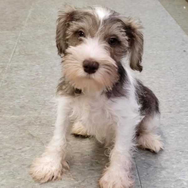 puppy image