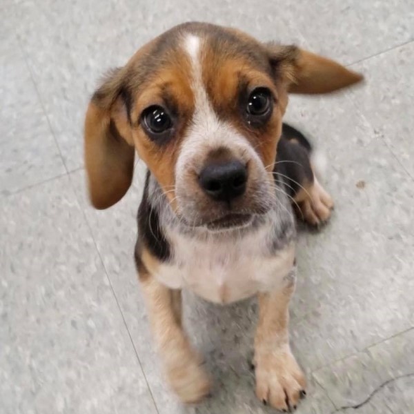 puppy image
