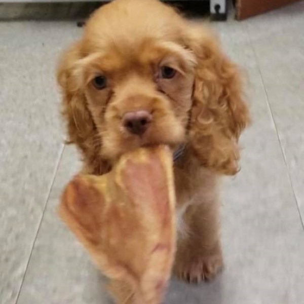 puppy image