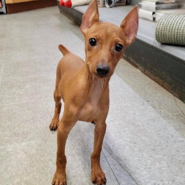 puppy image