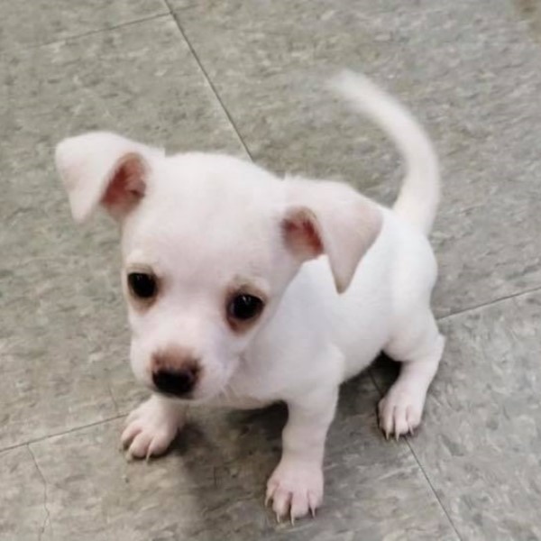 puppy image