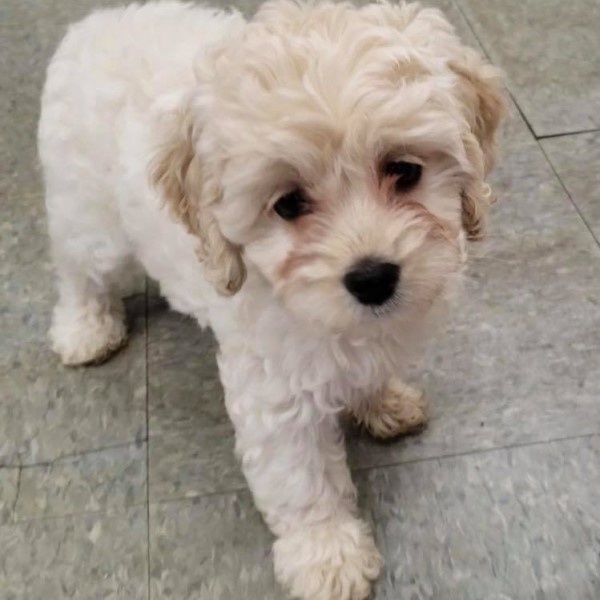 puppy image