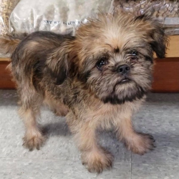 puppy image