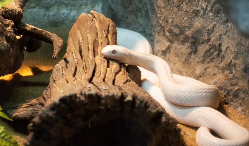 How to Choose the Best Pet Snake for You