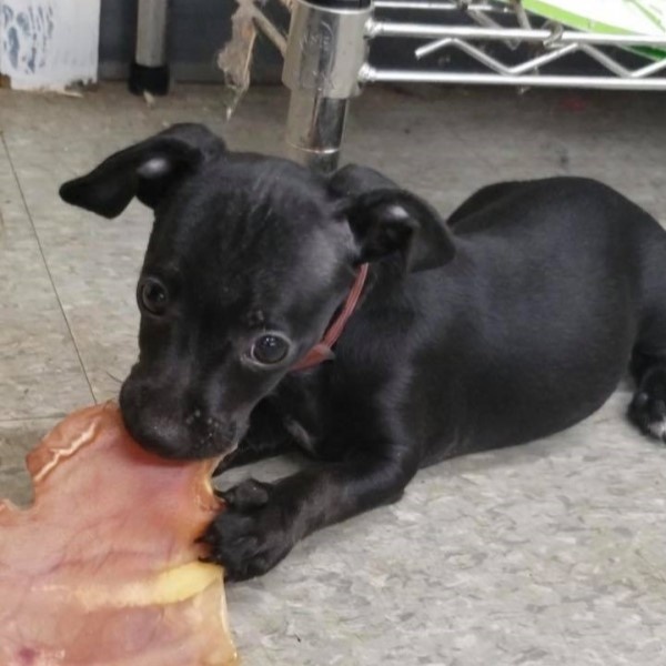 puppy image